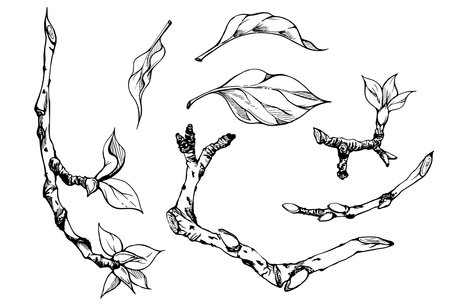 Hand drawn ink composition with apple blossom on branches, green leaves, white and pink flowers. Isolated object on white background. Design for wall art, wedding, print, fabric, cover, card.のイラスト素材