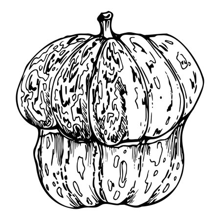 Hand drawn ink vector pumpkin gourd squash. Sketch illustration art for Thanksgiving, Halloween, harvest, farming. Isolated object, outline. Design for restaurant menu print, cafe, website, invitationのイラスト素材