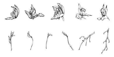 Hand drawn vector ink orchid flowers and branches, monochrome, detailed outline. Single flowers, leaves, stems. Isolated on white background. Design for wall art, wedding, print, tattoo, cover, card.のイラスト素材