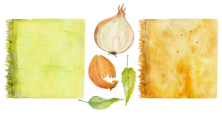 Hand drawn watercolor nettle, onion coloring natural plant dye, materials. Hobby, handmade fabric. Illustration isolated composition, white background. Shop logo, print, website, business card bookletの写真素材