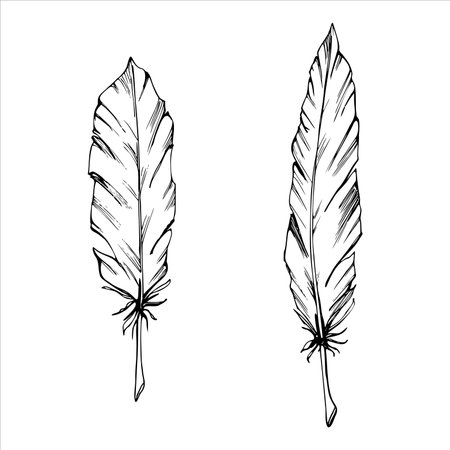 Hand drawn ink vector bird feathers. Sketch silhouette illustration line art for tattoo, Halloween, nature, witchcraft. Isolated object, outline. Design for shops, logo, print, website, card, bookletのイラスト素材