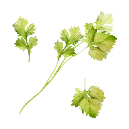 Hand drawn watercolor coriander parsley herb leaves for diet and healthy lifestyle vegan cooking....
