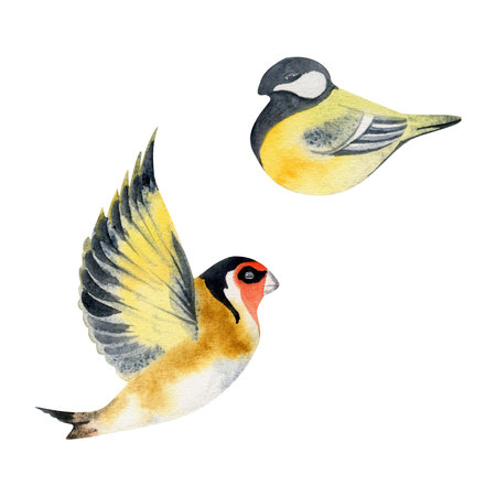 Hand drawn watercolor illustration nature animal small birds, flying goldfinch, tit chickadee songbird. Single object isolated on white background. Design print, shop, scrapbooking, decoupage, bookletの写真素材