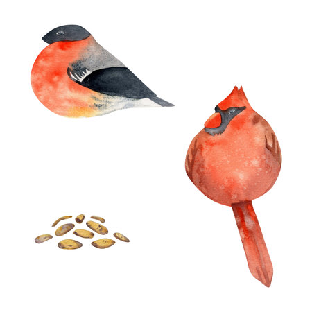 Hand drawn watercolor illustration nature animal small birds, bullfinch, red cardinal songbird, seeds. Single object isolated on white background. Design print, shop, scrapbooking, decoupage, bookletの写真素材