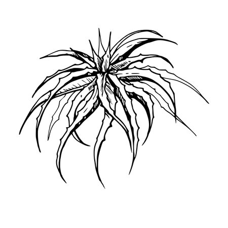 Hand drawn ink vector illustration, nature tropical exotic desert plant succulent cactus aloe agave leaves. Single object isolated white background. Design travel, vacation, brochure, print, botanicalのイラスト素材