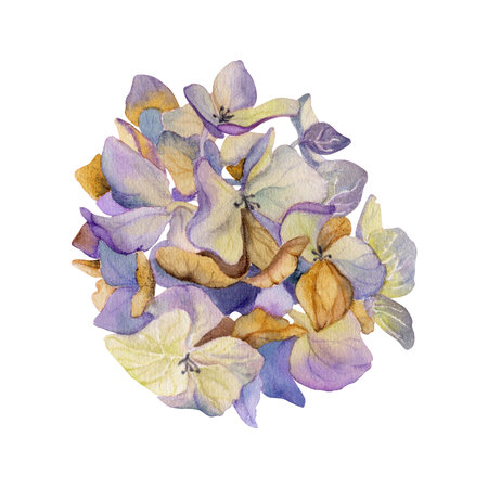 Hand drawn watercolor illustration shabby boho botanical flowers leaves. Hydrangea hortensia purple withered inflorescence. Single object isolated on white background. Design wedding, love cardsの写真素材