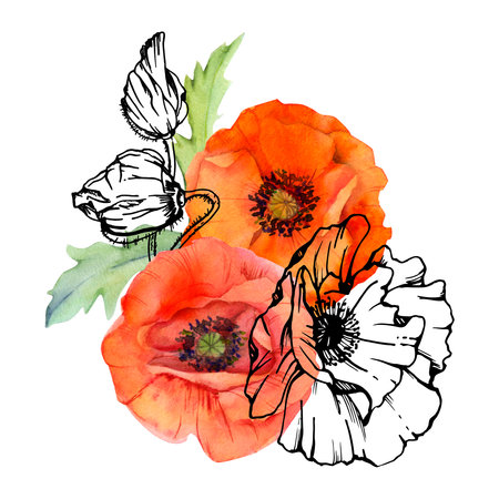 Hand drawn watercolor botanical illustration flowers leaves. Red poppy papaver, stems buds seedpods. Field bouquet isolated on white background. Design wedding, love cards, remembrance day stationeryの写真素材