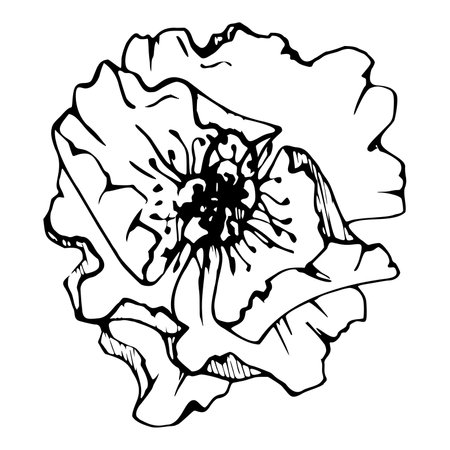 Vector set of elements with hand drawn peony poppy flowers. Isolated on white background. Botanical graphic illustration. Design for invitations, wedding, love or greeting cards, paper, print, textileのイラスト素材