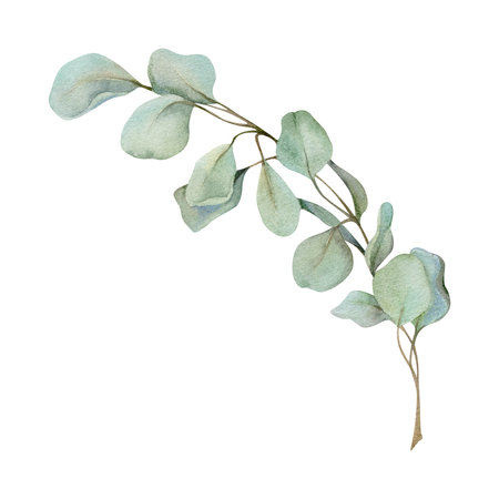 Eucalyptus laurel gum tree branch twig leaves. Hand drawn watercolor botanical illustration. Single object isolated white background. Design wedding, love cards, florist shop, Christmas bouquet.の写真素材