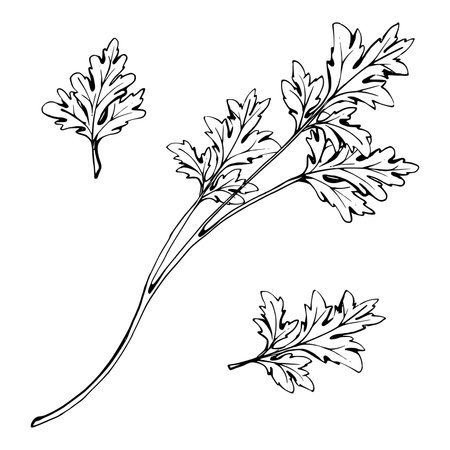 Coriander parsley herb leaves for diet and healthy lifestyle vegan cooking. Hand drawn vector ink. Illustration single object isolated on white background. Design for recipe book, website, card, menuのイラスト素材