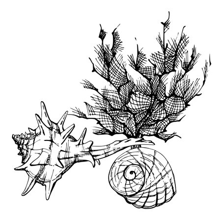 Marine life, sea ocean underwater creatures fish, shells algae seaweed, Ink and pen sketch hand drawn. Composition illustration, stylized, isolated on white. For zoo shop, aquarium, cosmetics, resortのイラスト素材