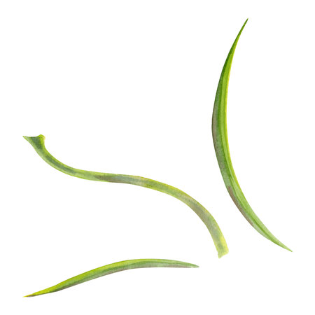 Green leaves, stems of flowers, early spring plants, botanical illustration hand drawn in watercolor. Single element isolated on white for wedding bouquets, invitations, scrapbooking, florist shop.の写真素材