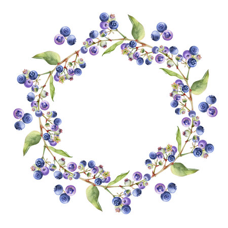 Blueberry blackberry cluster with green leaves on branch, hand drawn in watercolor, ripe forest berry. Isolated wreath frame botanical illustration for restaurant, cafe menu, wedding, farmers market.の写真素材