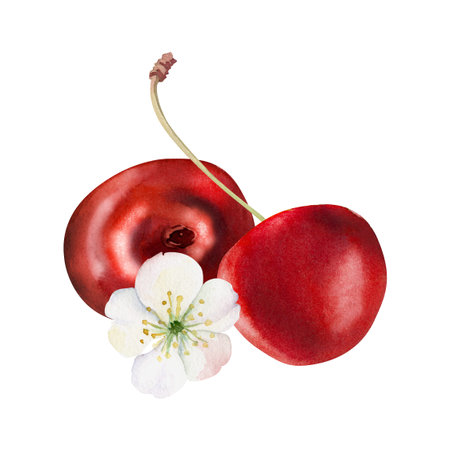Sweet sour red cherry with green leaves, white flowers, hand drawn in watercolor, cerise berry in...