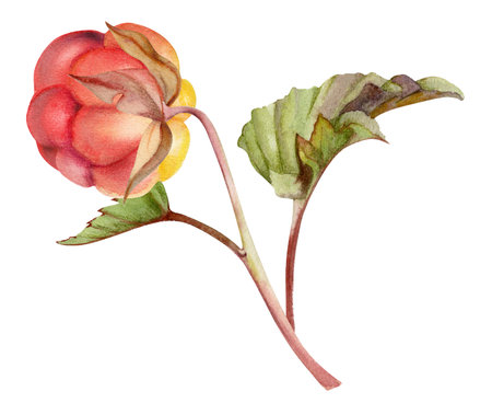 Cloudberry raspberry with green leaves on stem, hand drawn in watercolor, red ripe Scandinavian forest berry. Isolated botanical illustration for restaurant, dessert cafe menu, wedding, farmers marketの写真素材