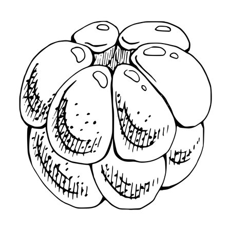 Cloudberry raspberry sloe fruit hand drawn vector ink, forest berry dewberry boysenberry mulberry loganberry. Botanical isolated element illustration. Restaurant, cafe menu, wedding, farmers marketのイラスト素材