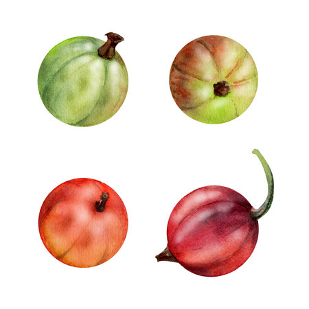 Currant gooseberry fruit hand drawn in watercolor, garden berry. Botanical isolated elements illustration. Restaurant cafe menu, farmers market, organic foodの写真素材