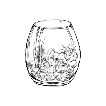 Gooseberry Currant berries served in glass hand drawn in vector ink, ripe picked harvest, lingonberry huckleberry juneberry. Isolated illustration. Dessert menu, home preserves cookbook, grocery storeのイラスト素材