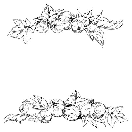 Currant gooseberry leaves heap bunch, ripe garden berry huckleberry juneberry casseille jostaberry. Isolated banner frame hand drawn in vector ink. Vegan grocery shop, cookbook, fresh organic food ecoのイラスト素材
