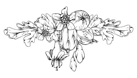 Gooseberry bell flower buds leaves, ripe garden berries garland. Currant casseille huckleberry jostaberry hand drawn in vector ink. Isolated boutonniere illustration. Wedding stationery, florist shopのイラスト素材