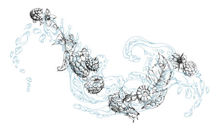 Raspberry ripe garden berries flying in water splash leaves flowers, fresh dewberry cloudberry mulberry loganberry, wet moist dew drops. Isolated illustration hand drawn in vector ink. Drinks groceryのイラスト素材