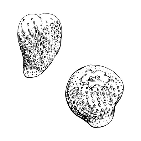 Strawberry ripe fruit with seeds hand drawn in vector ink, garden strasberry pineberry berry. Botanical isolated illustration. Home preserves cookbook, grocery store food closeup packaging, cosmeticsのイラスト素材