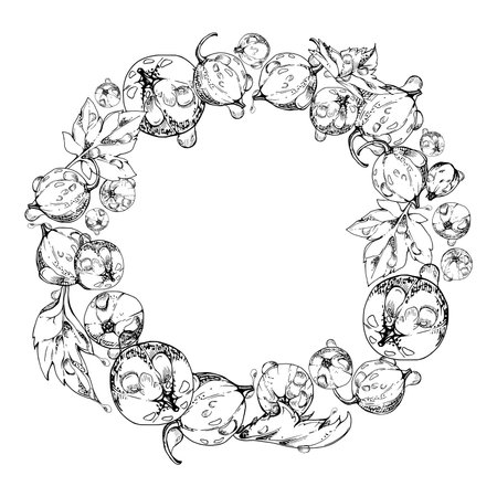 Currant gooseberry with leaves in water dew drops, ripe garden berry juneberry casseille jostaberry hand drawn in vector ink. Isolated wreath frame crown. Organic food drink, fresh eco grocery storeのイラスト素材