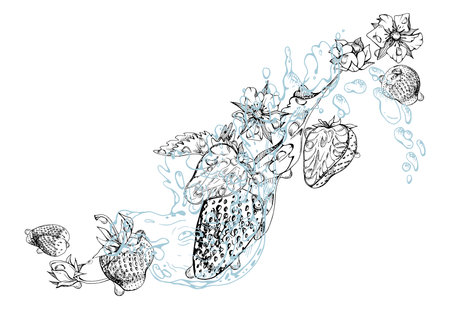 Strawberry ripe garden berries flying in water splash leaves flowers, wet moist dew drops, fresh pineberry strasberry snakeberry. Isolated illustration hand drawn in vector ink. Drink, grocery packageのイラスト素材