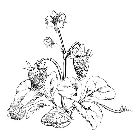 Strawberry growing on stems with flowers leaves vines tendrils, ripe garden berry pineberry strasberry. Isolated botanical hand drawn vector ink illustration. Farmers market menu, gardening calendarのイラスト素材