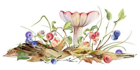 Russula cortinarius webcap mushroom, blueberry blackberry cranberry lingonberry branches on top of fallen autumn leaves pile with twigs. Forest floor natural illustration hand drawn in watercolor.の写真素材
