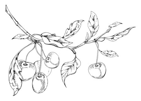 Sweet sour line cherry with plant leaves, hand drawn vector ink, garden berry in group clusters on branches. Isolated composition illustration, for wedding, restaurant, cafe menu, farmers market.のイラスト素材