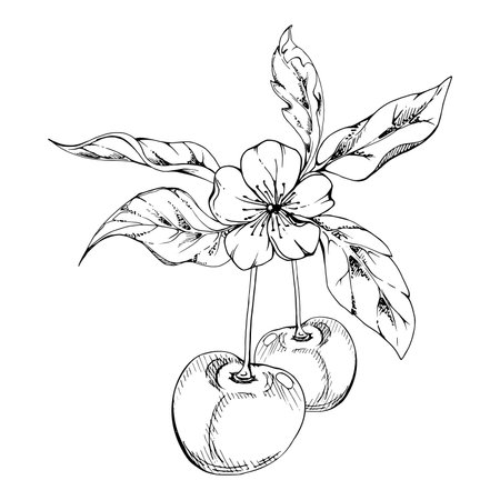 Sweet sour line cherry berry with plant leaves, white flowers, hand drawn vector ink, cerise in clusters on stems. Isolated composition illustration. Restaurant, cafe menu, wedding, farmers marketのイラスト素材