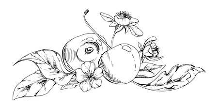 Sweet sour line cherry with plant leaves, white flowers, hand drawn vector ink, cerise berry in clusters on stems. Isolated composition illustration. Restaurant, wedding, cafe menu, farmers marketのイラスト素材