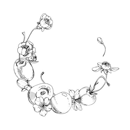Sweet sour line cherry with white spring flowers buds, hand drawn vector ink, cerise berry in clusters on stems. Circle wreath frame illustration. Restaurant, cafe menu, wedding, farmers marketのイラスト素材