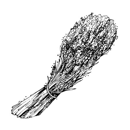 Flower bundle bouquet of lavender lavandula, sketch hand drawn in vector ink. French Provence rustic style, cosmetics spa aromatherapy. Single object isolated botanical illustration. Valentine cardのイラスト素材