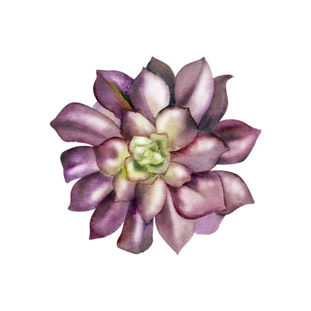 Aeonium, echeveria, crassula rosette succulent with spiky purple mauve leaves. Isolated illustration hand drawn in watercolor. Modern botanical decor, wedding florist, interior styling, hobby visuals.の写真素材
