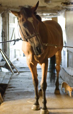 Brown horse on a stableの写真素材