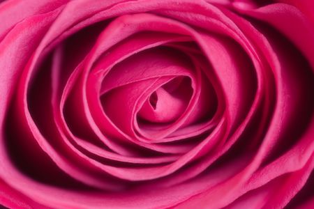 Bud of a red rose close up の写真素材