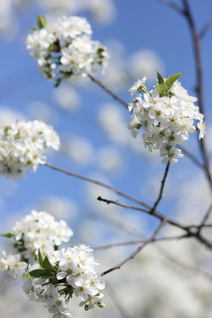 Blossoming branches of a cherry 