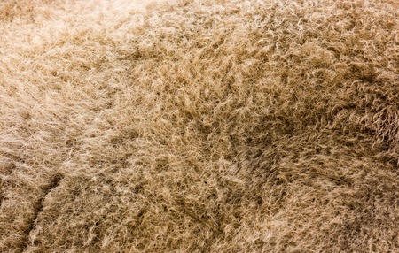 Wool of the bison. textureの写真素材