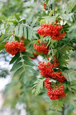 Red berries of a rowanの写真素材