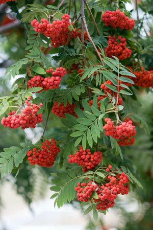 Red berries of a rowanの写真素材