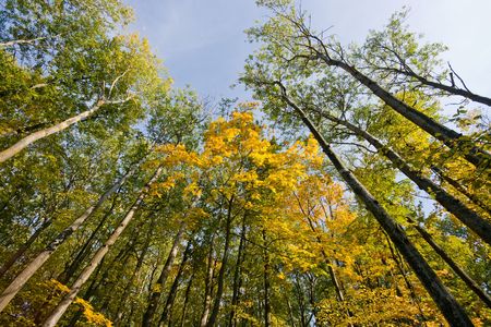 Autumn trees in a woodの写真素材