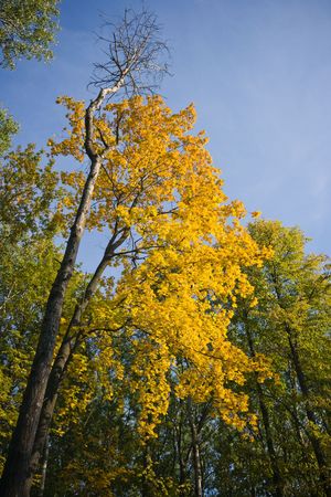 Autumn tree in a woodの写真素材