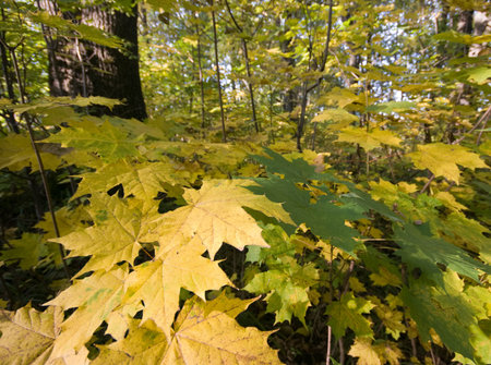 Leaves of a maple close upの写真素材
