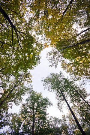 crown of a trees, the bottom viewの写真素材