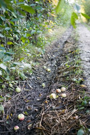 Ripe apples fallen to roadの写真素材