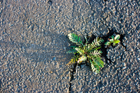 Grass made the way through asphaltの写真素材
