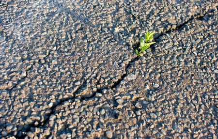 Grass made the way through asphaltの写真素材