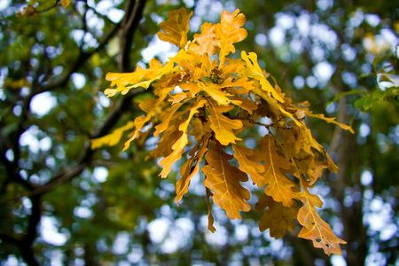 Autumn leaves of an oak; bottom viewの写真素材
